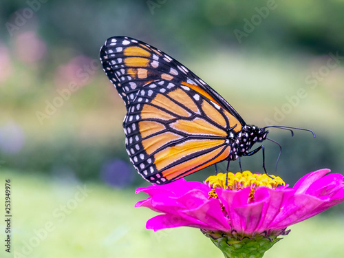 monarch butterfly  Danaus plexippus