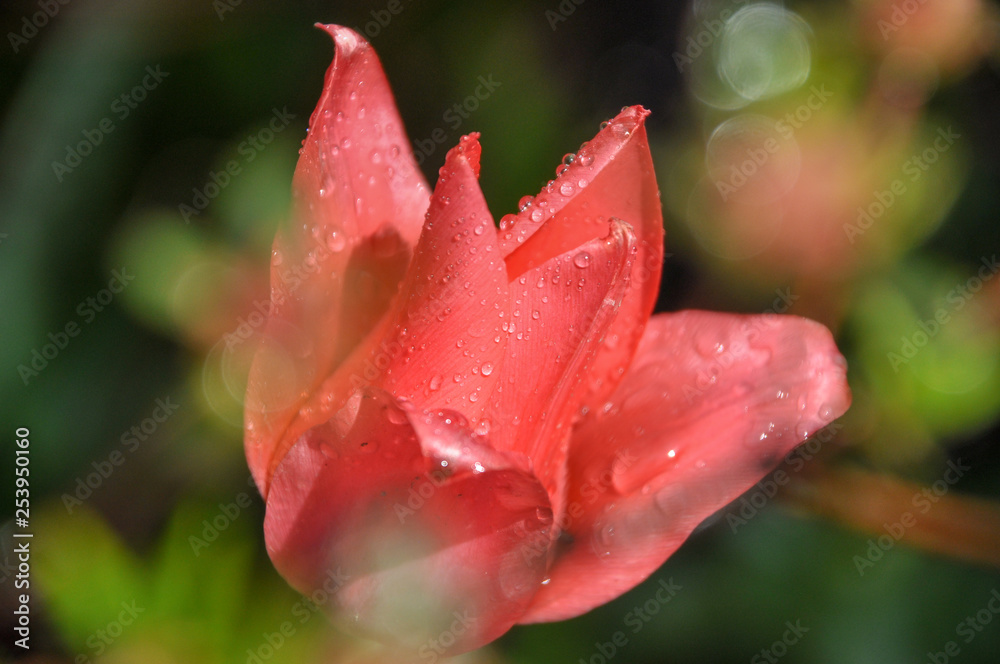Closeup on pink Tulipa, called tulip covered by the water drops in early spring in green garden in Poland