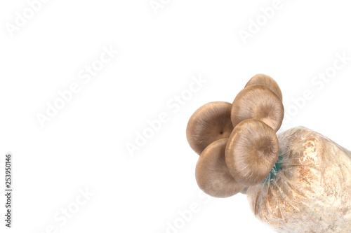 mushrooms isolated on white background