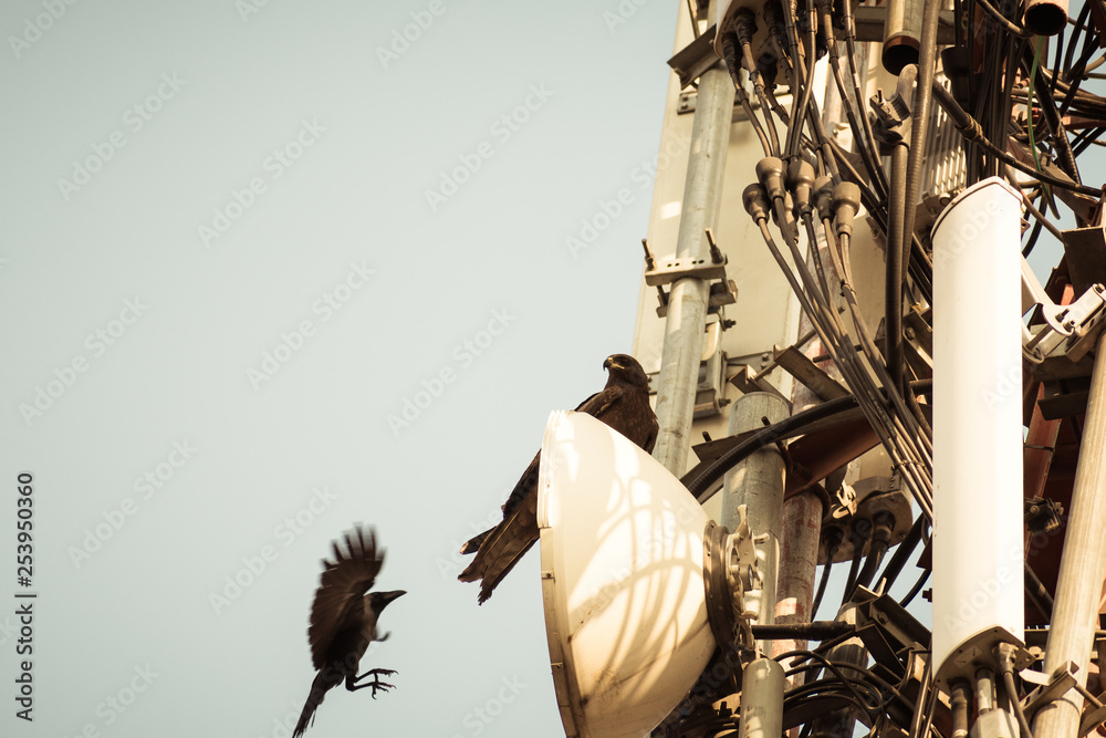 Two Birds spotted on a High-Voltage Transformer. Birds don't get