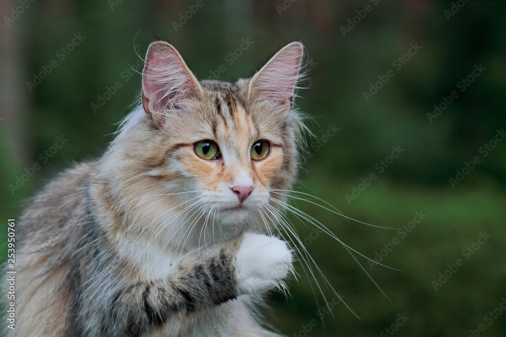 Norwegian forest cat female with lifted paw and green background Norwegian forest cat female with lifted paw and green background