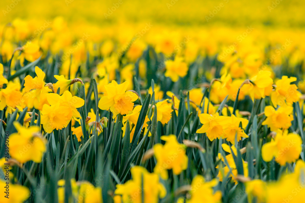 Obraz premium Close up of Vibrant Yellow Daffodils, with blurred Yellow Background