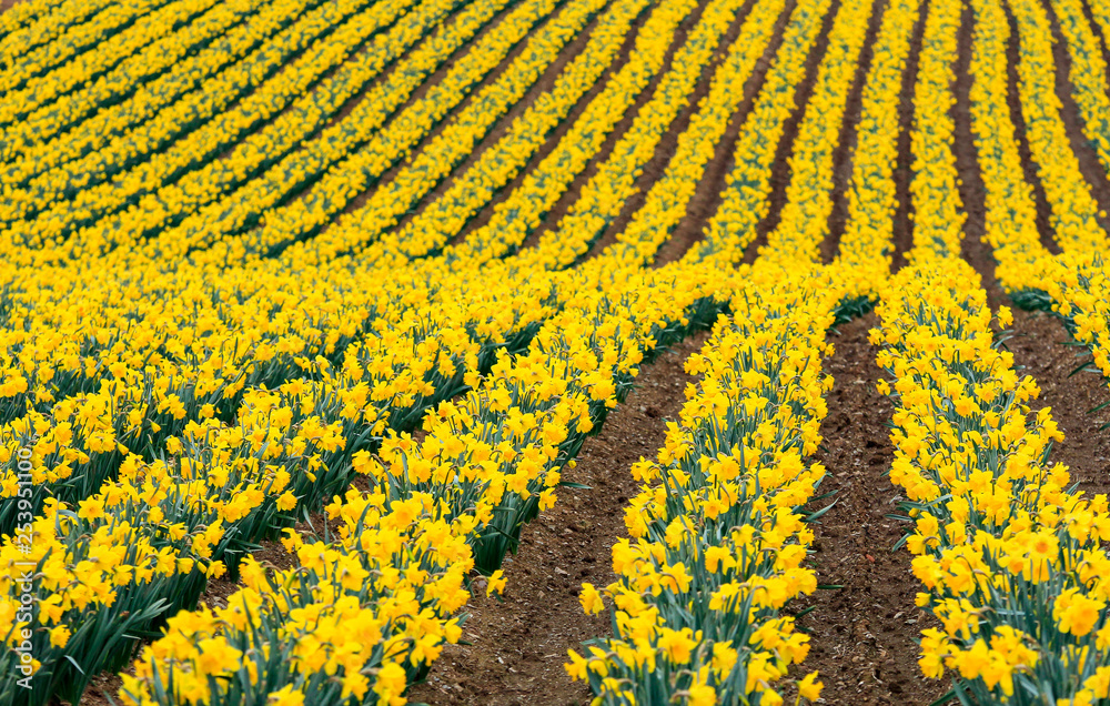Stunning Display of Vibrant Yellow Daffodils ready for picking, in South East Cornwall