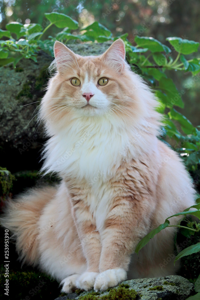 Big and strong norwegian forest cat male sitting on a stone in garden Big and strong norwegian forest cat male sitting on a stone in garden