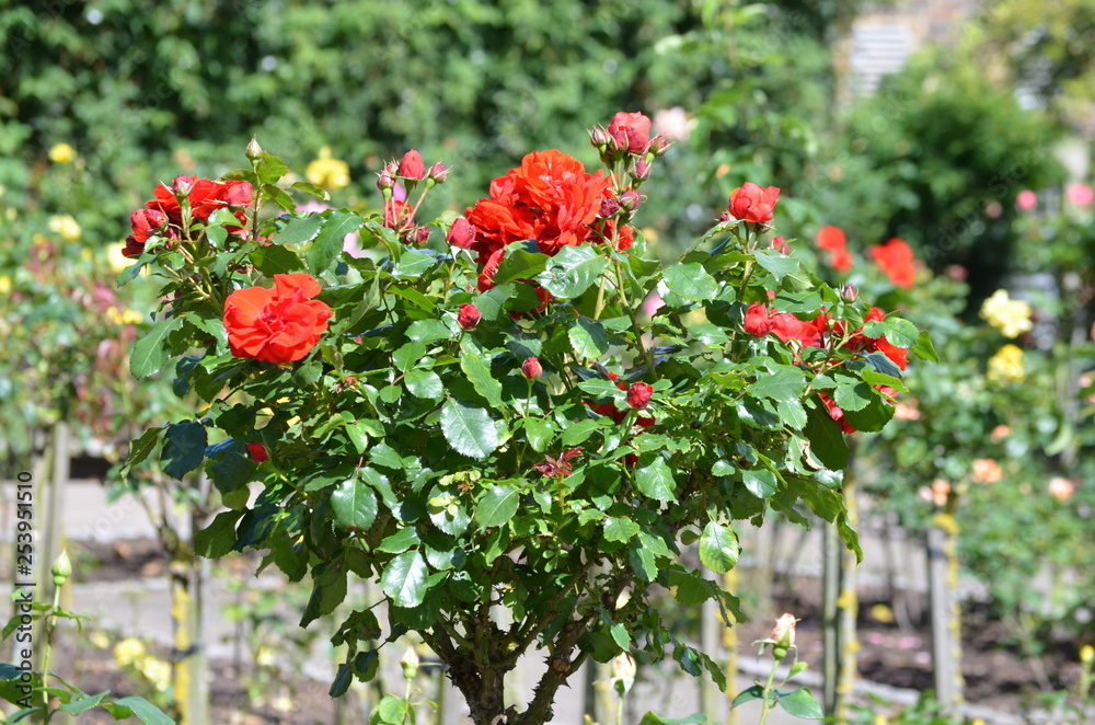 Bush of red roses flowers with green leaves in a garden in a garden in a sunny summer day