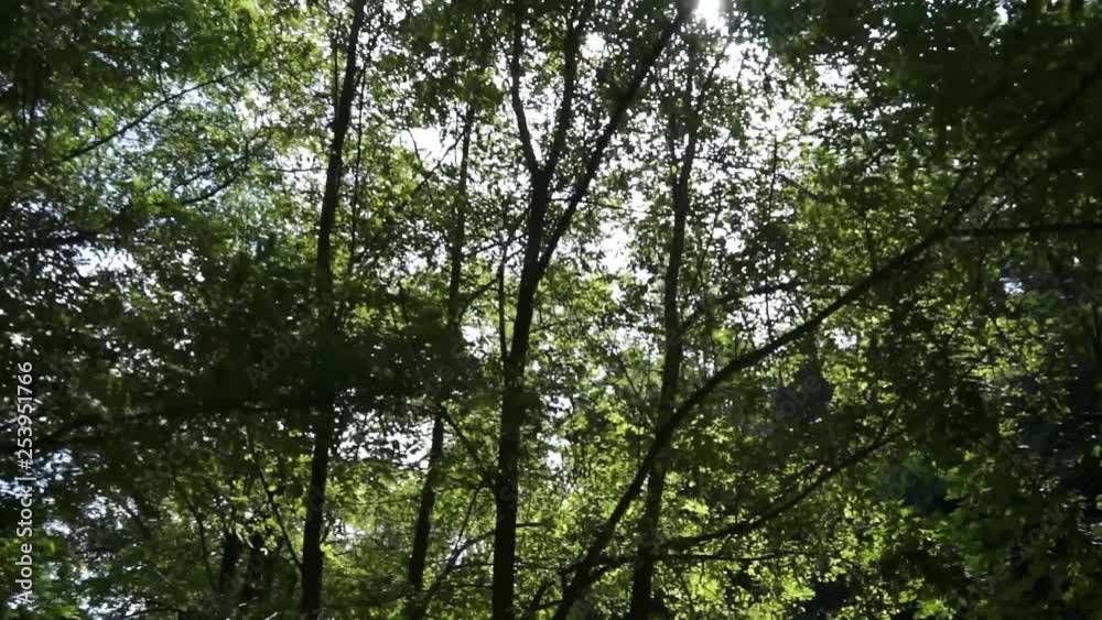 Sun Through Trees Sun Through Trees