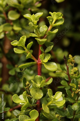 A branch of a Pork Bush, or Spekboom, the South African name, Latin name Portulacaria afra.