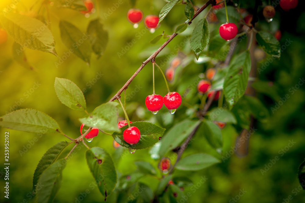 Cherry in the drops after the rain in the garden