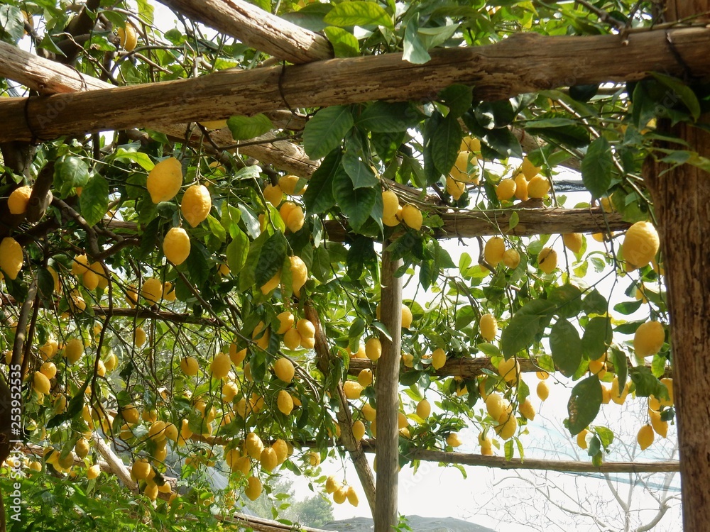 Maiori - Pergolato lungo il Sentiero dei Limoni