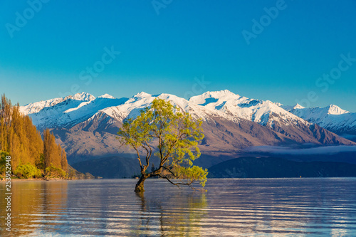 The Lonely tree of Lake Wanaka and snowy Buchanan Peaks, South Island, New Zealand