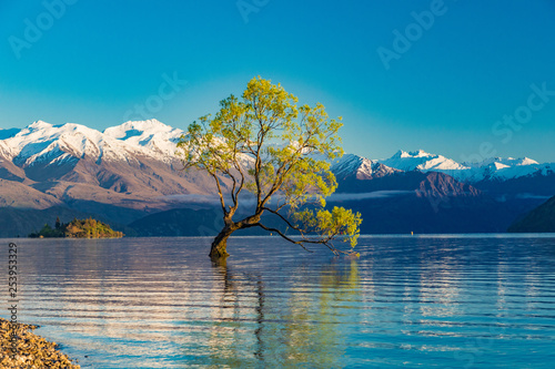 Fototapeta Naklejka Na Ścianę i Meble -  The Lonely tree of Lake Wanaka and snowy Buchanan Peaks, South Island, New Zealand