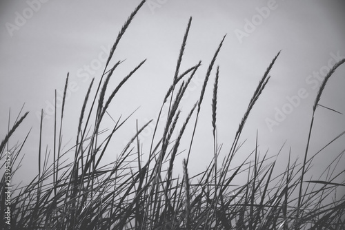 black & white grass and sky