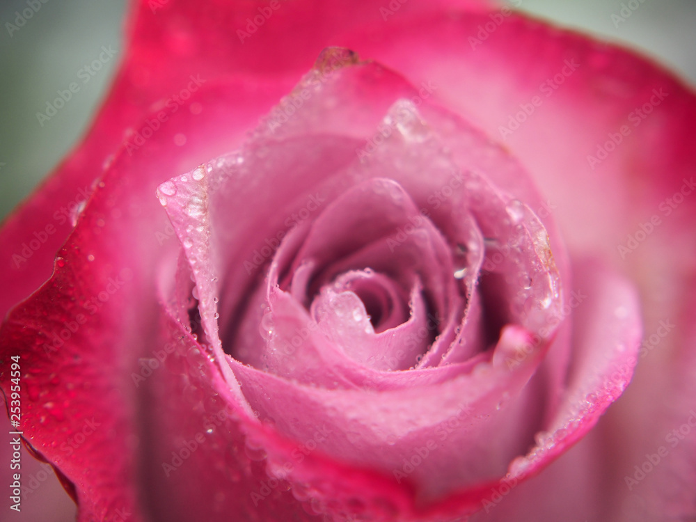 Rosebud close-up. The petals are red, pink and white. Rosebud close-up. The petals are red, pink and white.