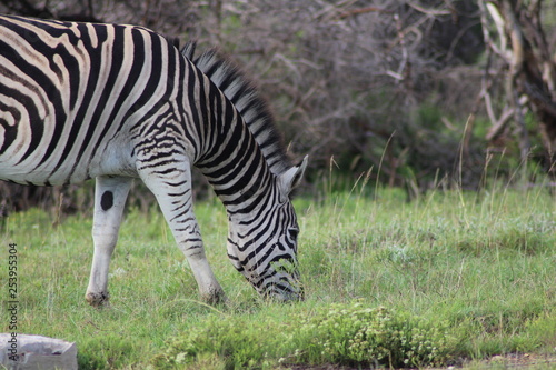 Fressendes Zebra in S  dafrika