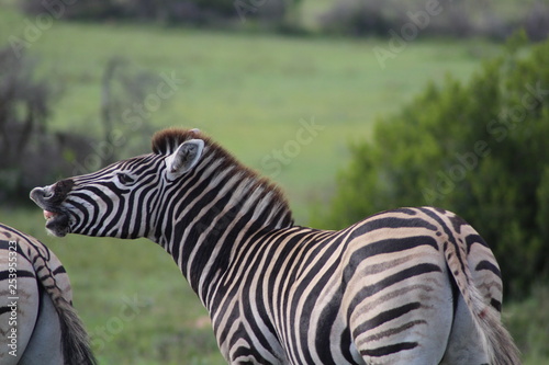 Wieherndes Zebra in S  dafrika