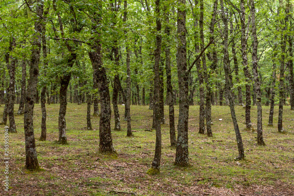 Naklejka premium Le Madonìe (Sicilia)
