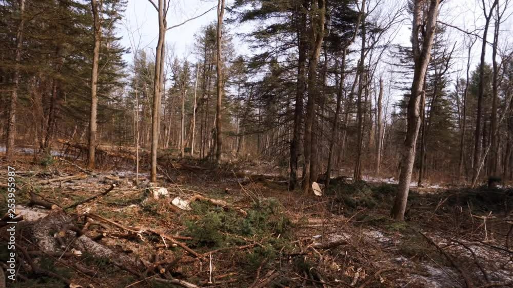 Trees cut down in the taiga. Place after cutting trees. Logging plot. Trees cut down in the taiga. Place after cutting trees. Logging plot.