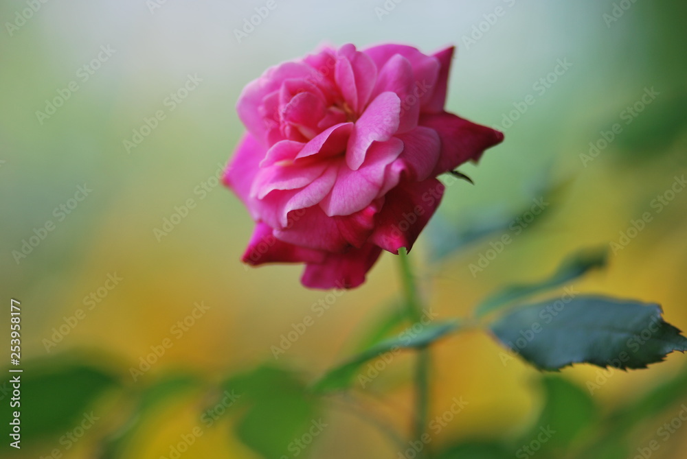 Blooming pink rose on blurred background