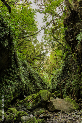 Nichols Falls Track near Dunedin in Otago, South Island, New Zealand photo