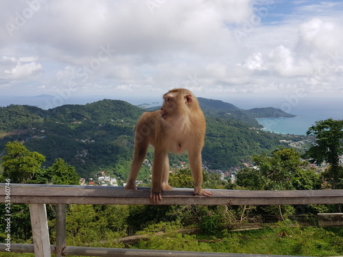 Photography Smart monkey in Thaïland