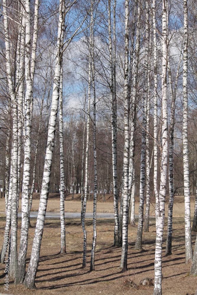Fototapeta premium birch grove 