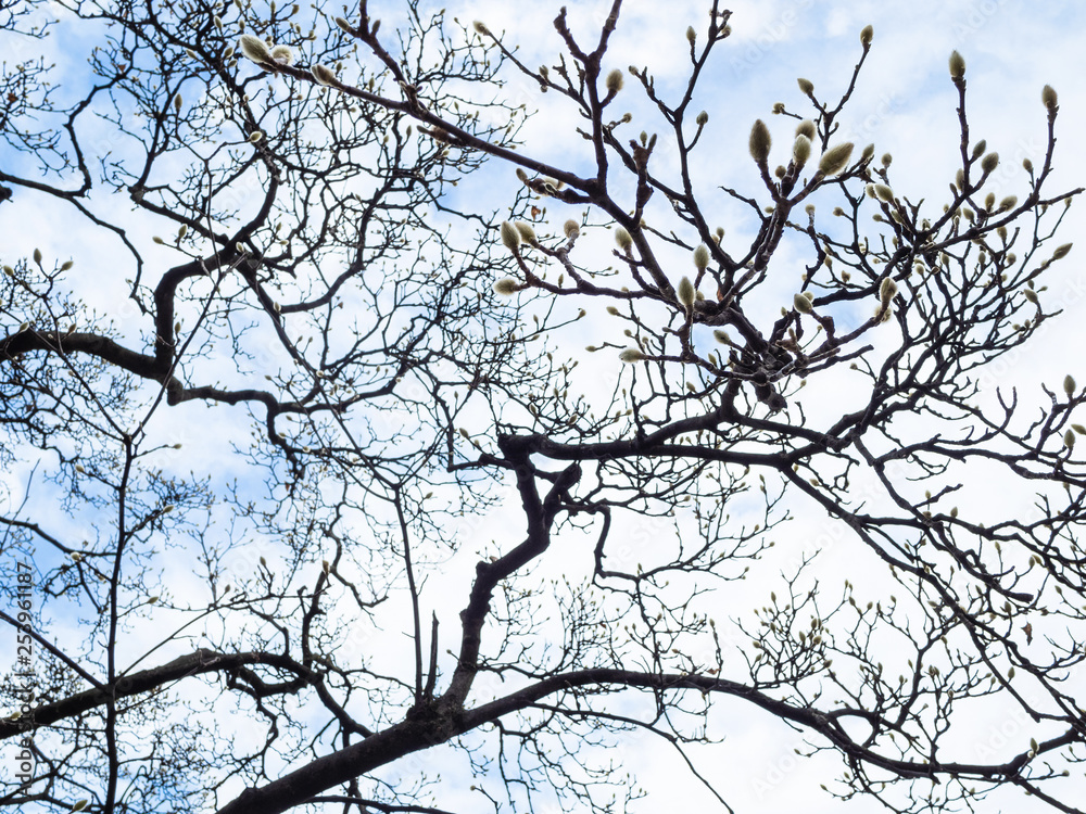 willow catkins on the branches of a bare tree willow catkins on the branches of a bare tree