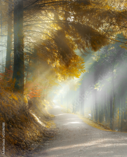 Misty Woodland Walk, with sun rays through beautiful Pine Trees, Cardinham Woods, Cornwall photo