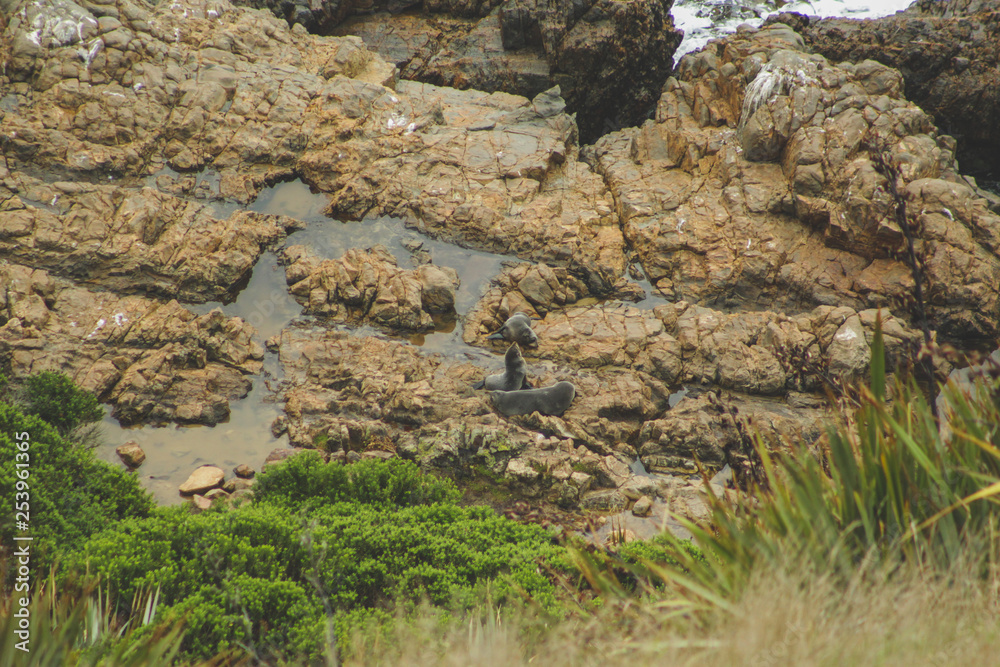 Seals resting on cliffs at Nugget Point viewpoint in Otago, South Island, New Zealand