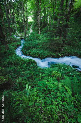 river flows through forest