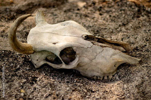 Cow horn or Cow skull,as jewelry people often popular home decoration for beauty, horn bones brown at bend but one side deduct place put on the ground gravel in the garden. © ShutterChiller