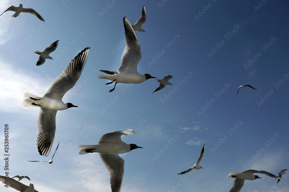 Obraz premium flying bird