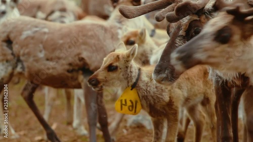 Hundreds of reindeer's are herded together in the large fold as their owners prepare to brand them which is also called earmarking. photo