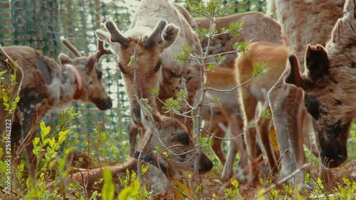 Hundreds of reindeer's are herded together in the large fold as their owners prepare to brand them which is also called earmarking. photo