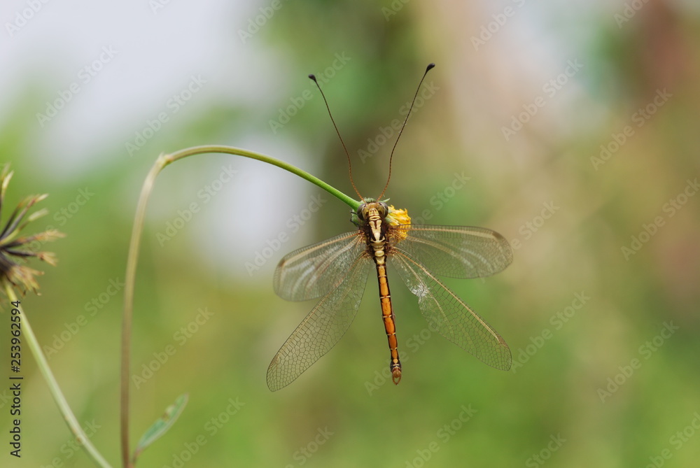 Nature scene with Dragonfly Nature scene with Dragonfly