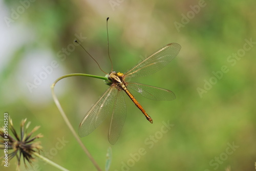 Nature scene with Dragonfly