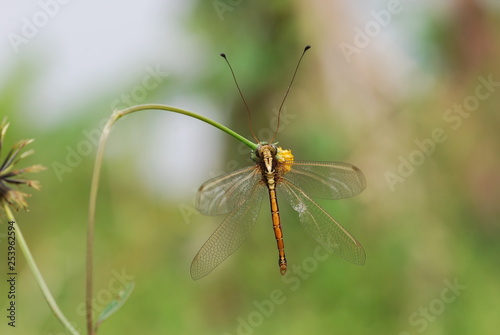 Nature scene with Dragonfly © Handini_Atmodiwiryo