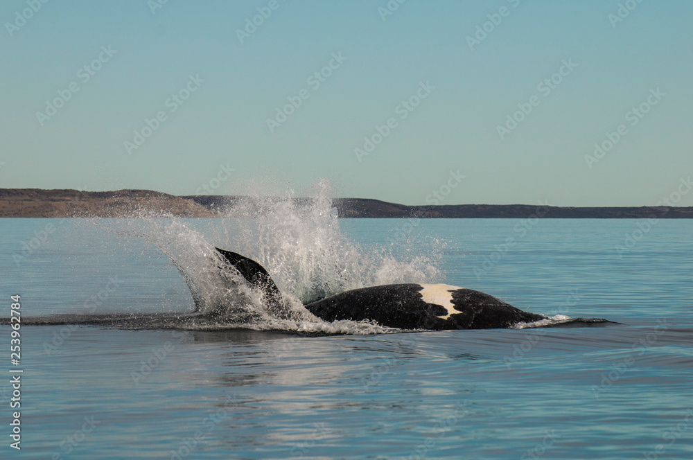Fototapeta premium Whale jumping in Peninsula Valdes,, Patagonia, Argentina