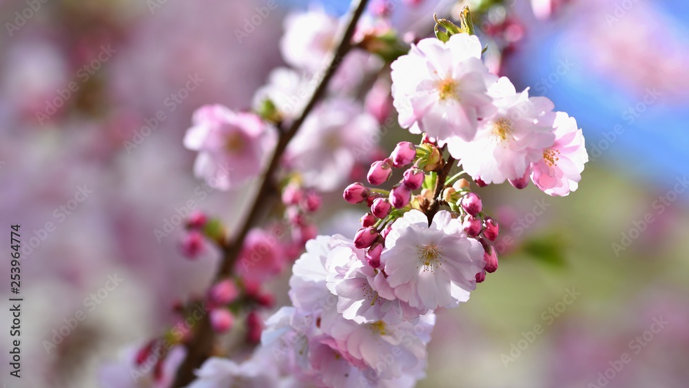 Beautiful nature scene with blooming tree and sun. Easter Sunny day. Spring flowers. Orchard Abstract blurred background in Springtime. Beautiful nature scene with blooming tree and sun. Easter Sunny day. Spring flowers. Orchard Abstract blurred background in Springtime.
