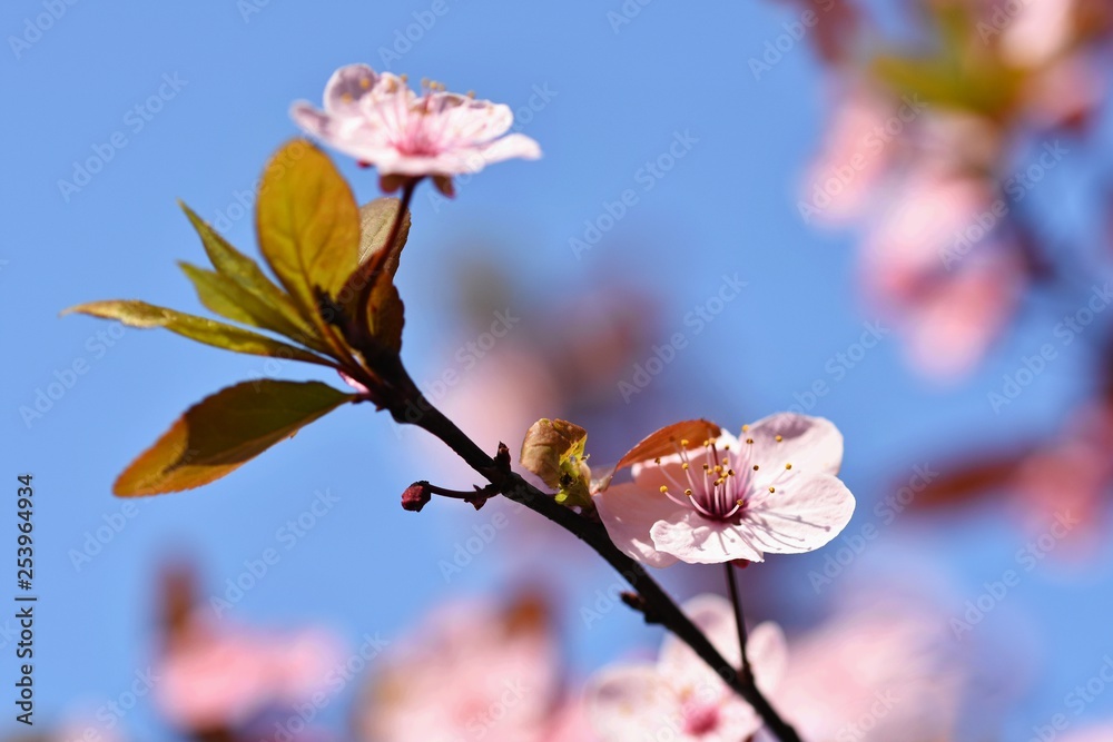 Beautiful nature scene with blooming tree and sun. Easter Sunny day. Spring flowers. Orchard Abstract blurred background in Springtime. Beautiful nature scene with blooming tree and sun. Easter Sunny day. Spring flowers. Orchard Abstract blurred background in Springtime.