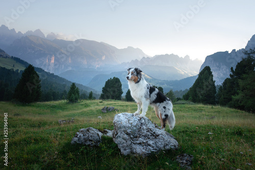 A dog in the mountains is standing on a rock and looking at nature. Travel with a pet. Happy Australian Shepherd. Healthy lifestyle, adventure