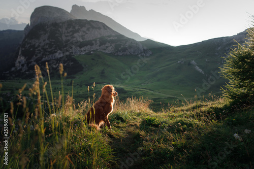 dog in the mountains is standing on a rock and looking at nature. Travel with a pet. Nova Scotia Duck Tolling Retriever Happy, Healthy lifestyle, adventure