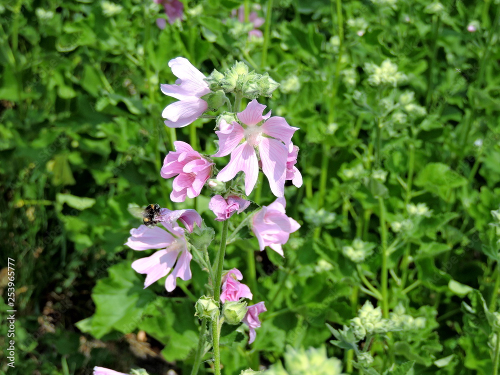 pink flowers in the garden pink flowers in the garden