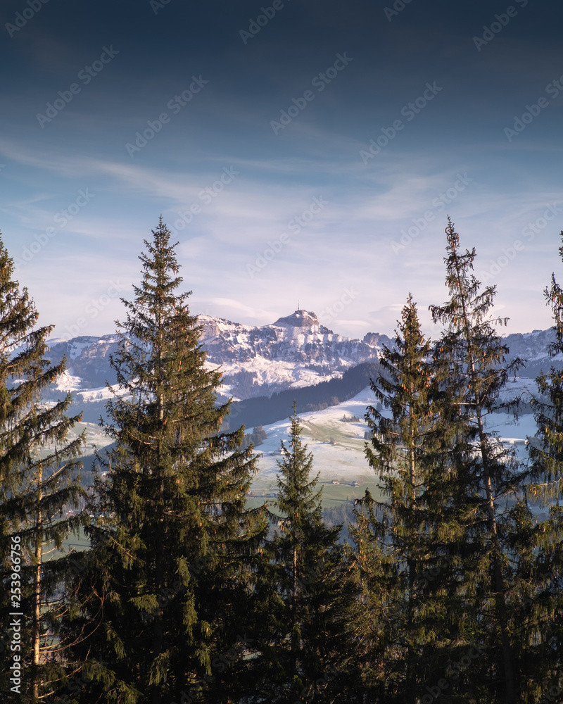 Blick durch die Tannen auf den Säntis im Alpstein
