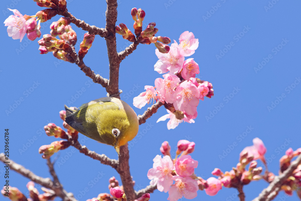 メジロと河津桜