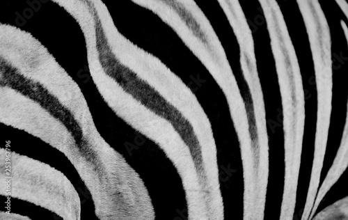 Zebra print design and seamless pattern in black and white and colors