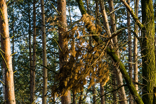 Fototapeta Naklejka Na Ścianę i Meble -  konar