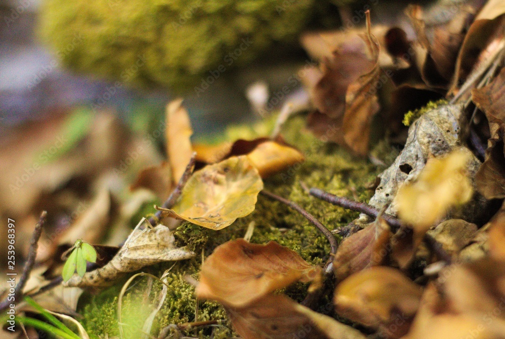Wald3 Wald3