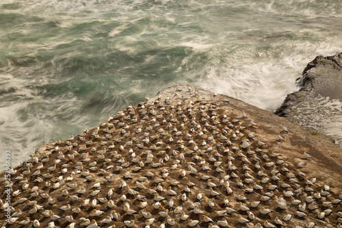 Gannett colony on a triangle shaped rock above the wild ocean at Muriwai Beach on the West coast of New Zealand photo