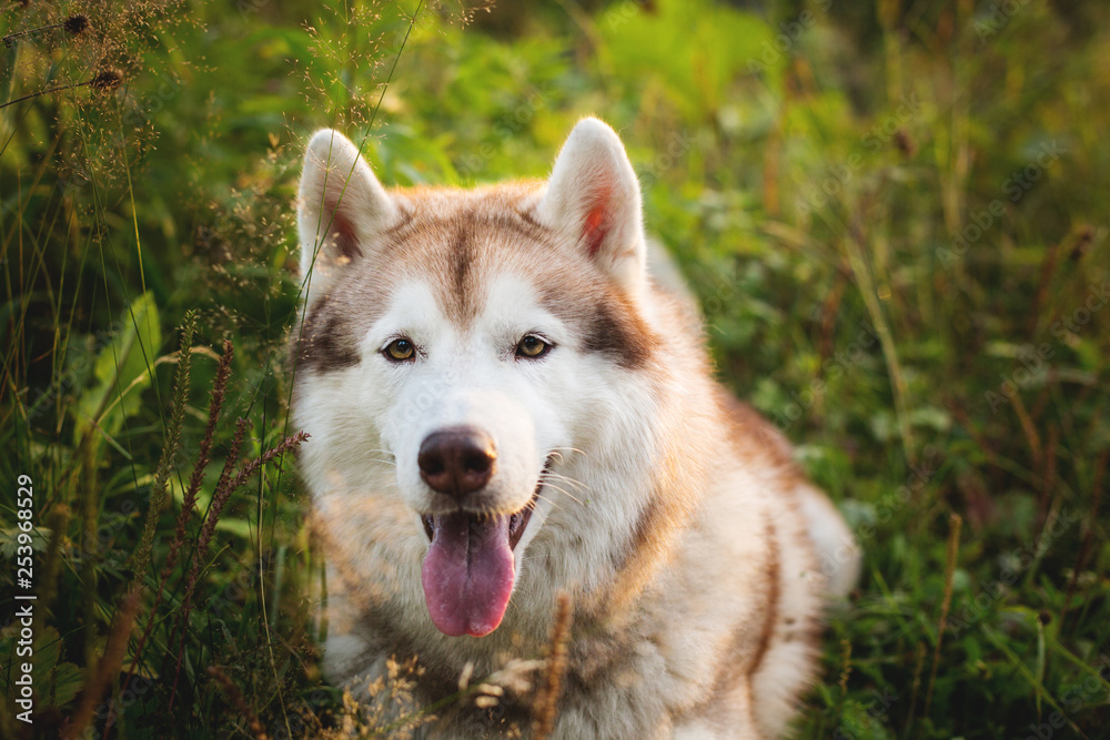 Gorgeous beige and white dog breed siberian husky sitting in the green grass and wild flowers