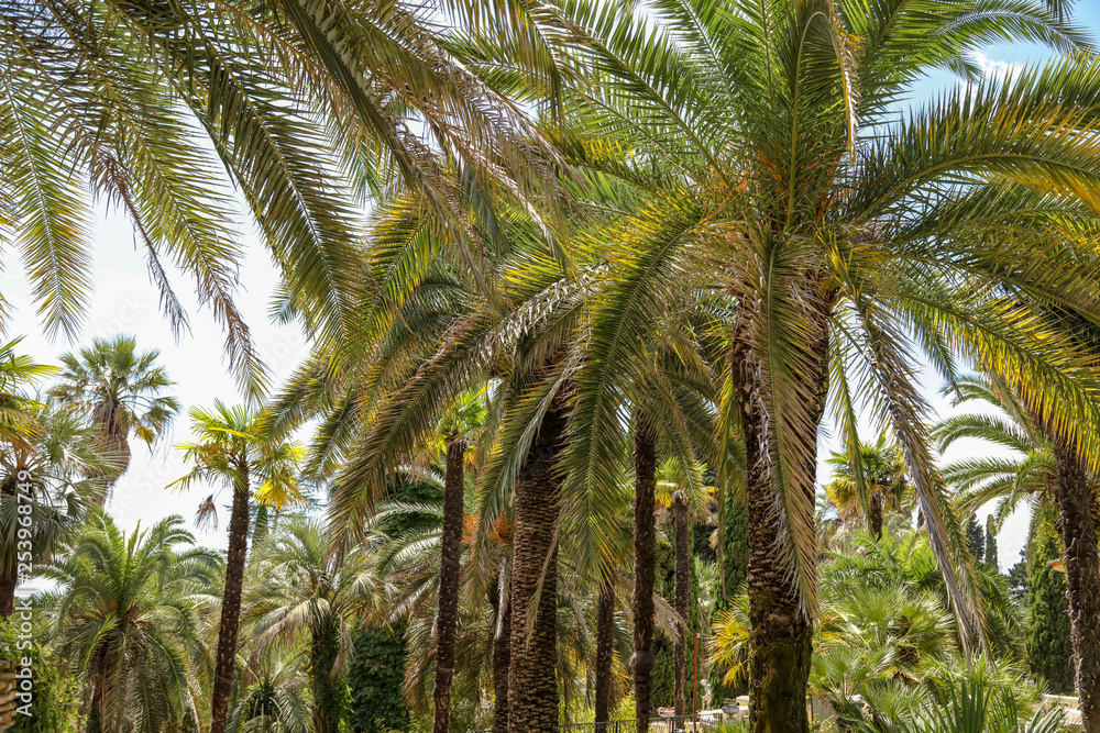 Palm trees in the park. Subtropical climate